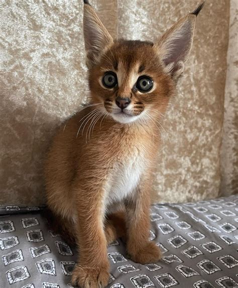 caracal cat for sale philippines.